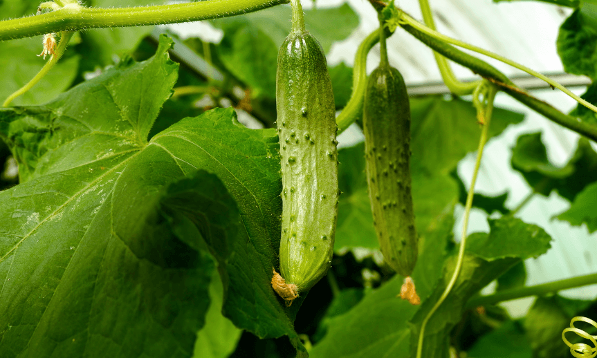 ako-pestovat-uhorky-na-sieti-atreon