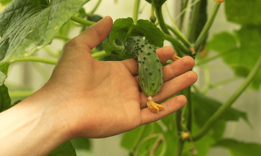 pestovani-uhoriek-na-sieti-atreon