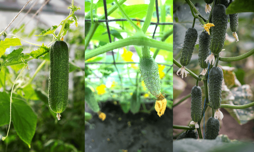 siet-na-uhorky-ako-atreon